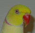 Lost Indian Ringneck Parakeet