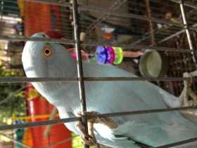 Lost Indian Ringneck Parakeet