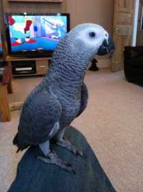 Lost African Grey
