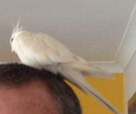 Lost Cockatiel