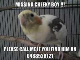 Lost Cockatiel