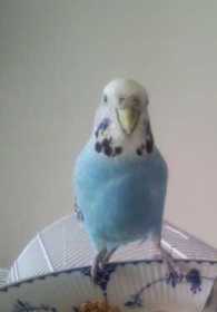 Lost Budgerigar