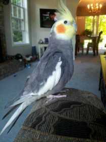 Lost Cockatiel