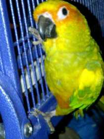 Lost Conure