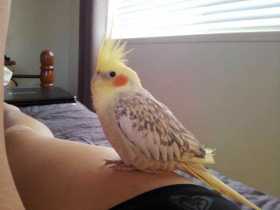 Lost Cockatiel