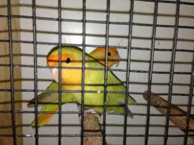 Lost Lovebird