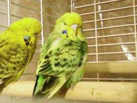 Lost Budgerigar