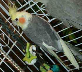 Lost Cockatiel