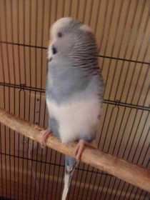 Lost Budgerigar