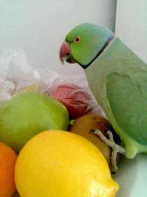 Lost Indian Ringneck Parakeet