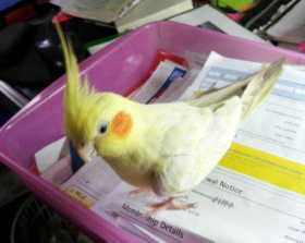 Lost Cockatiel