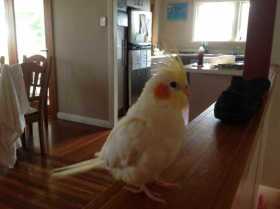 Lost Cockatiel