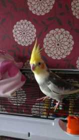 Lost Cockatiel