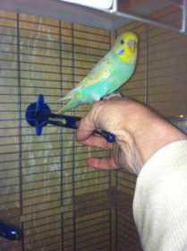 Lost Budgerigar