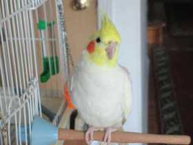 Lost Cockatiel