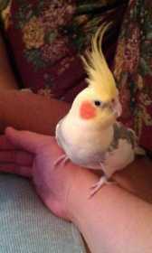 Lost Cockatiel