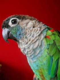 Lost Conure