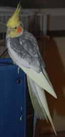 Lost Cockatiel
