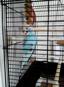 Lost Budgerigar