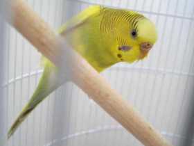 Lost Budgerigar