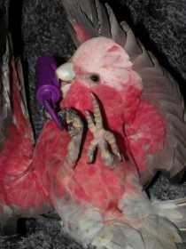 Lost Galah Cockatoo