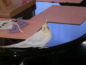 Lost Cockatiel