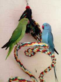 Lost Indian Ringneck Parakeet