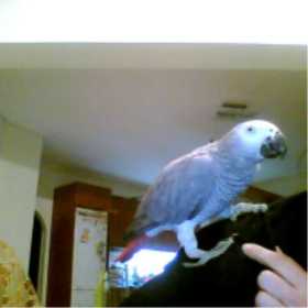Lost African Grey