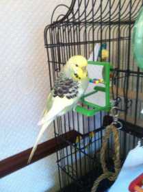 Lost Budgerigar