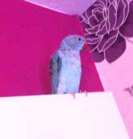 Lost Indian Ringneck Parakeet