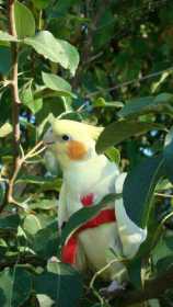 Lost Cockatiel