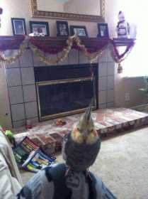 Lost Cockatiel