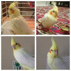 Lost Cockatiel