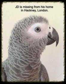 Lost African Grey
