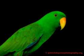 Lost Eclectus