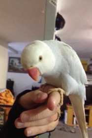 Lost Indian Ringneck Parakeet