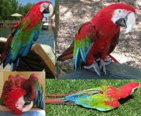 Lost Macaw