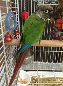 Lost Conure