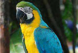 Lost Macaw