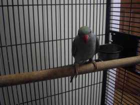 Lost Indian Ringneck Parakeet