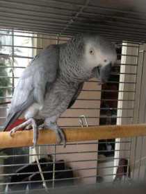 Lost African Grey