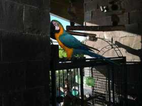 Lost Macaw