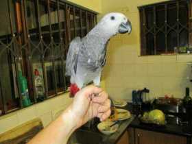 Lost African Grey