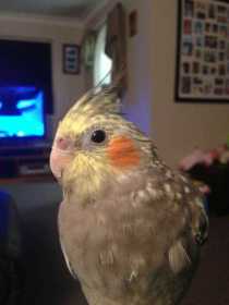 Lost Cockatiel