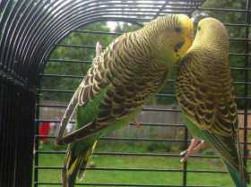 Lost Budgerigar