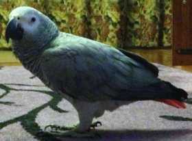 Lost African Grey