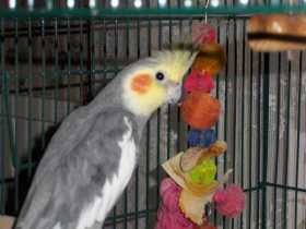 Lost Cockatiel