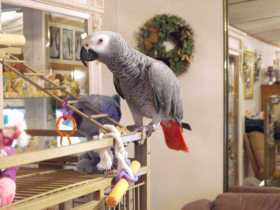 Lost African Grey
