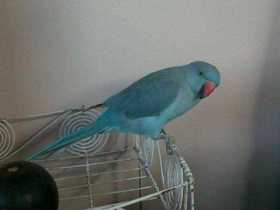 Lost Indian Ringneck Parakeet