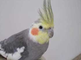 Lost Cockatiel